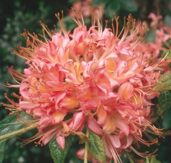 The Creek Rhododendron, Bright Pink Ball Trusses of Flowers Bloom Cheap