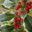 Variegated Holly- Shiny, Dark Cheap