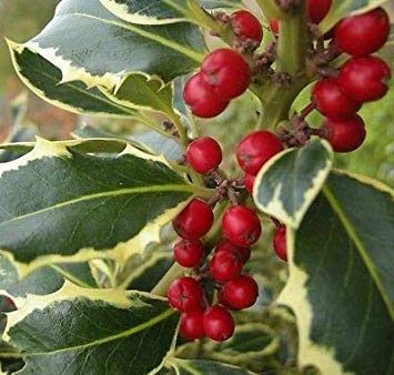 Variegated Holly- Shiny, Dark Cheap