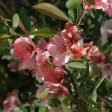 Toyo-Nishiki Flowering Quince Fashion