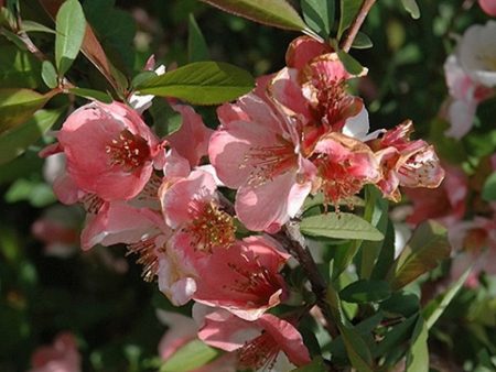 Toyo-Nishiki Flowering Quince Fashion