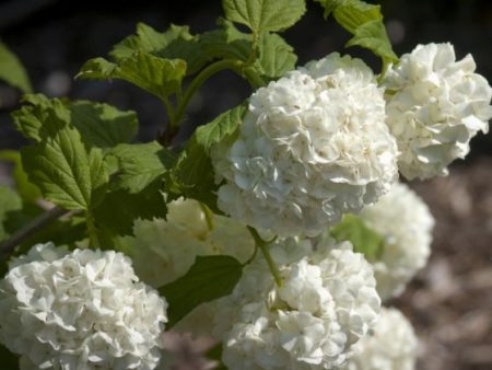 Common Snowball Aka Eastern Snowball Viburnum Shrub Online Hot Sale