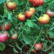 Tomato Plant  Cherokee Purple  Hot on Sale