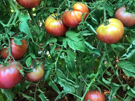 Tomato Plant  Cherokee Purple  Hot on Sale