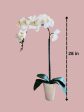 Stunning Orchids-Artificial-Good Gift Hot on Sale