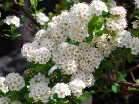 Tor  Spirea, Birch Like Leaf Online Sale