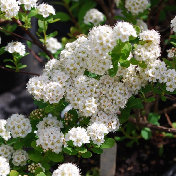 Tor  Spirea, Birch Like Leaf Online Sale