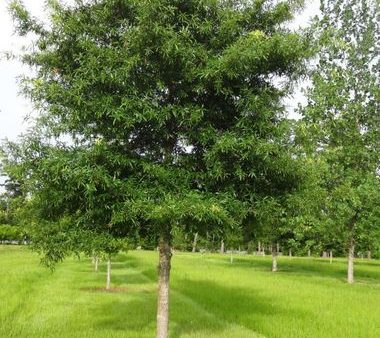 Willow Oak Tree Online Hot Sale