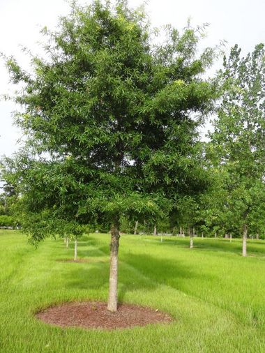 Willow Oak Tree Online Hot Sale