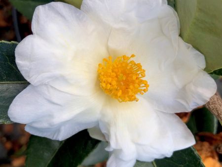 Elaine Lee Camellia on Sale