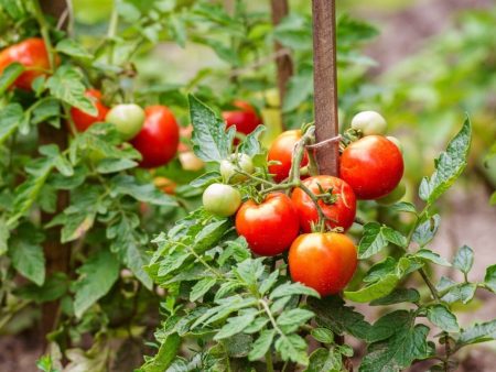 Tomato Plant  Celebrity  Cheap