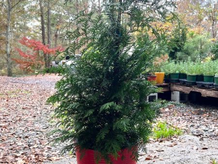 Southern Lace False Cypress Supply