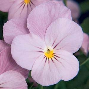 Viola Sorbet® Lilac Ice For Cheap