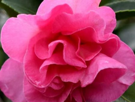 Brandys Temper Camellia For Sale