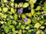 Vinca Minor Illumination 10 count flat of 4  pots Online now