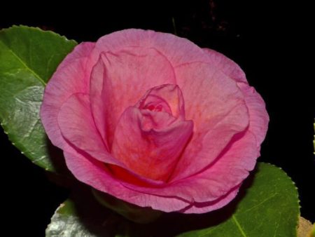 Christmas Rose Camellia Cheap