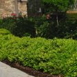 Wheeler s Dwarf Japanese Pittosporum Hot on Sale