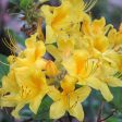 Sunny Side Up Aromi Azalea For Discount